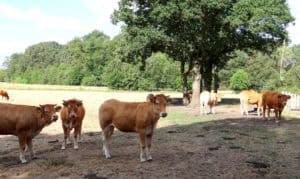 De lokale producten van Denekamp en omgeving