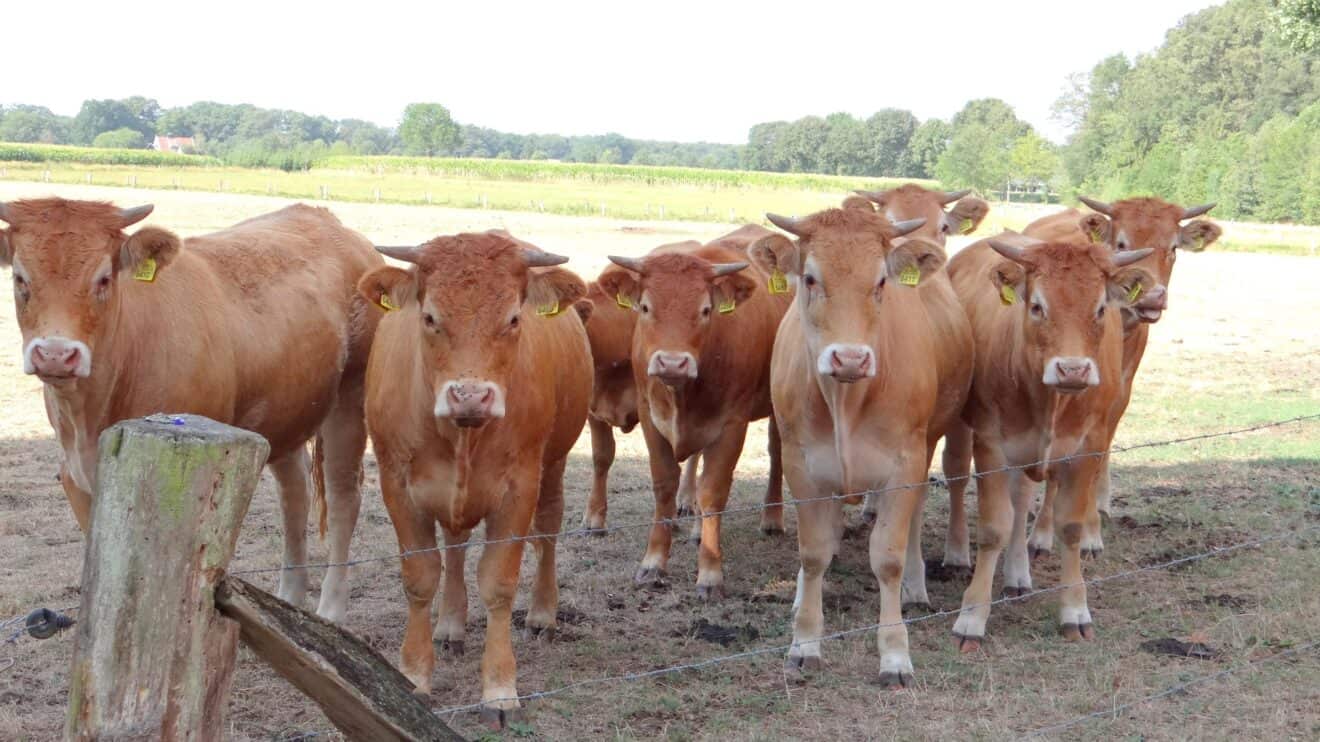 De lokale producten van Denekamp en omgeving