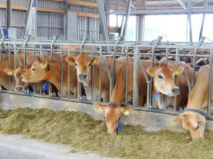 De lokale producten van Denekamp en omgeving