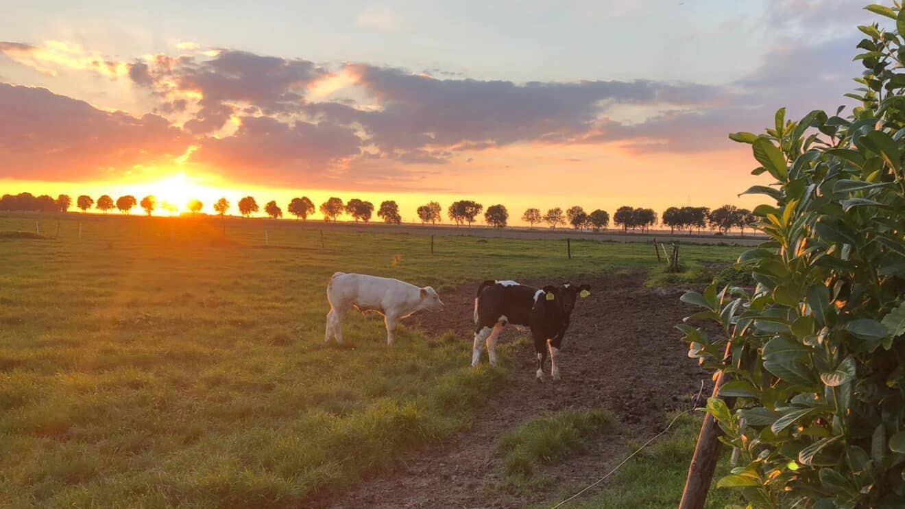 Deel een Koe in Zeewolde