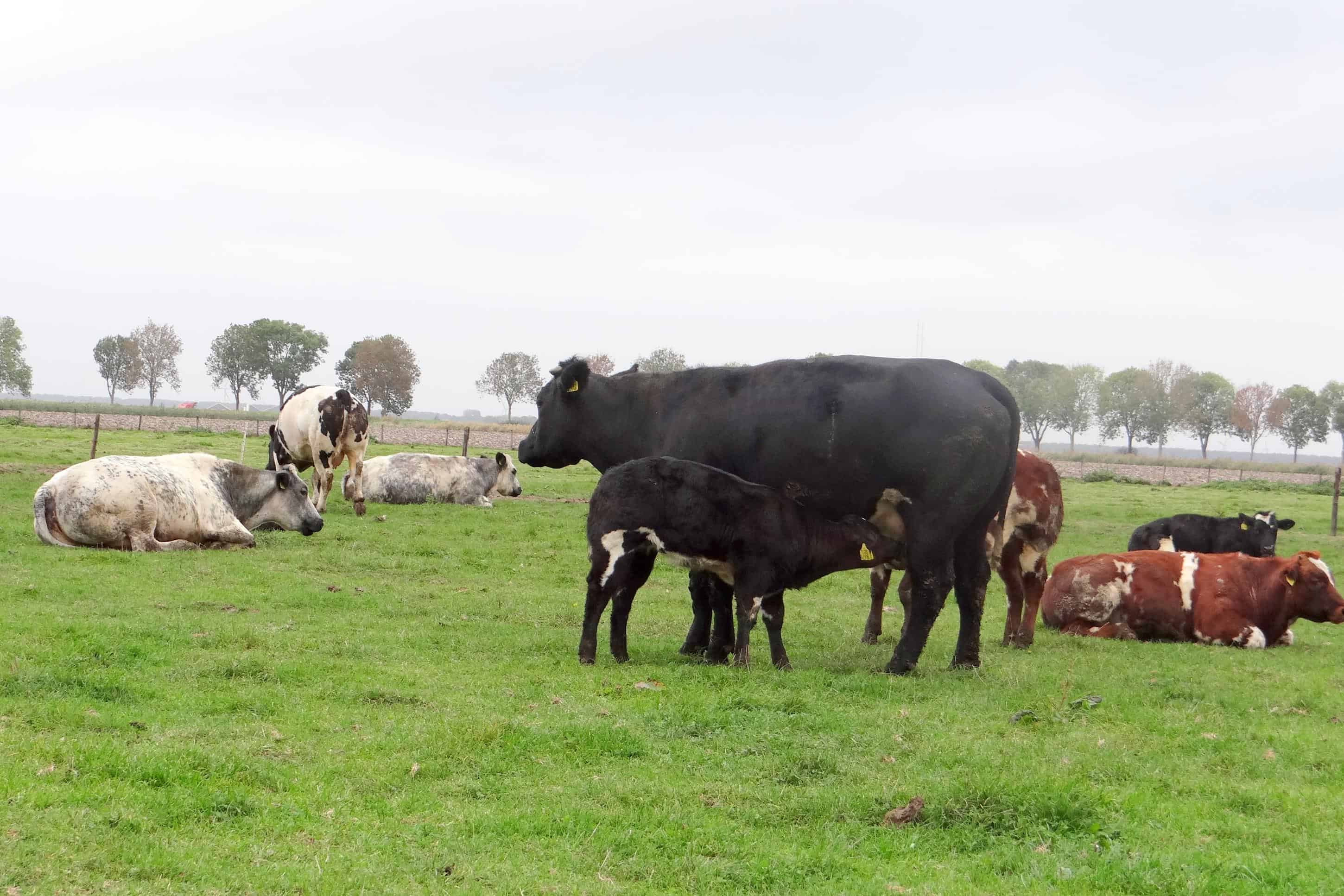 Graangevoerd En Grasgevoerd Vlees Culinea Nl