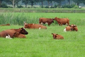 Graangevoerd en grasgevoerd vlees