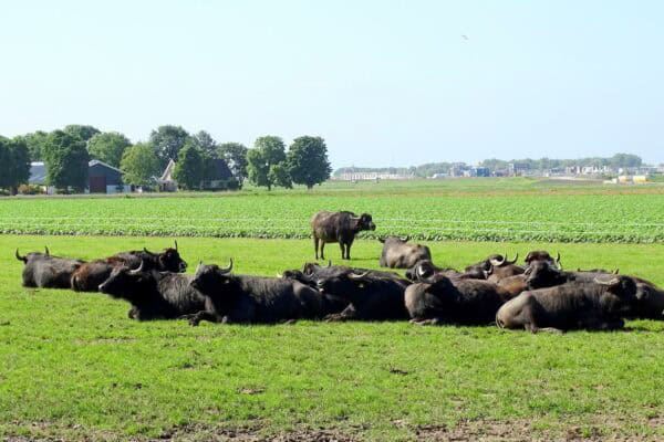 The Buffel Company Zeewolde