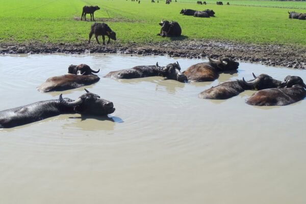 The Buffel Company Zeewolde